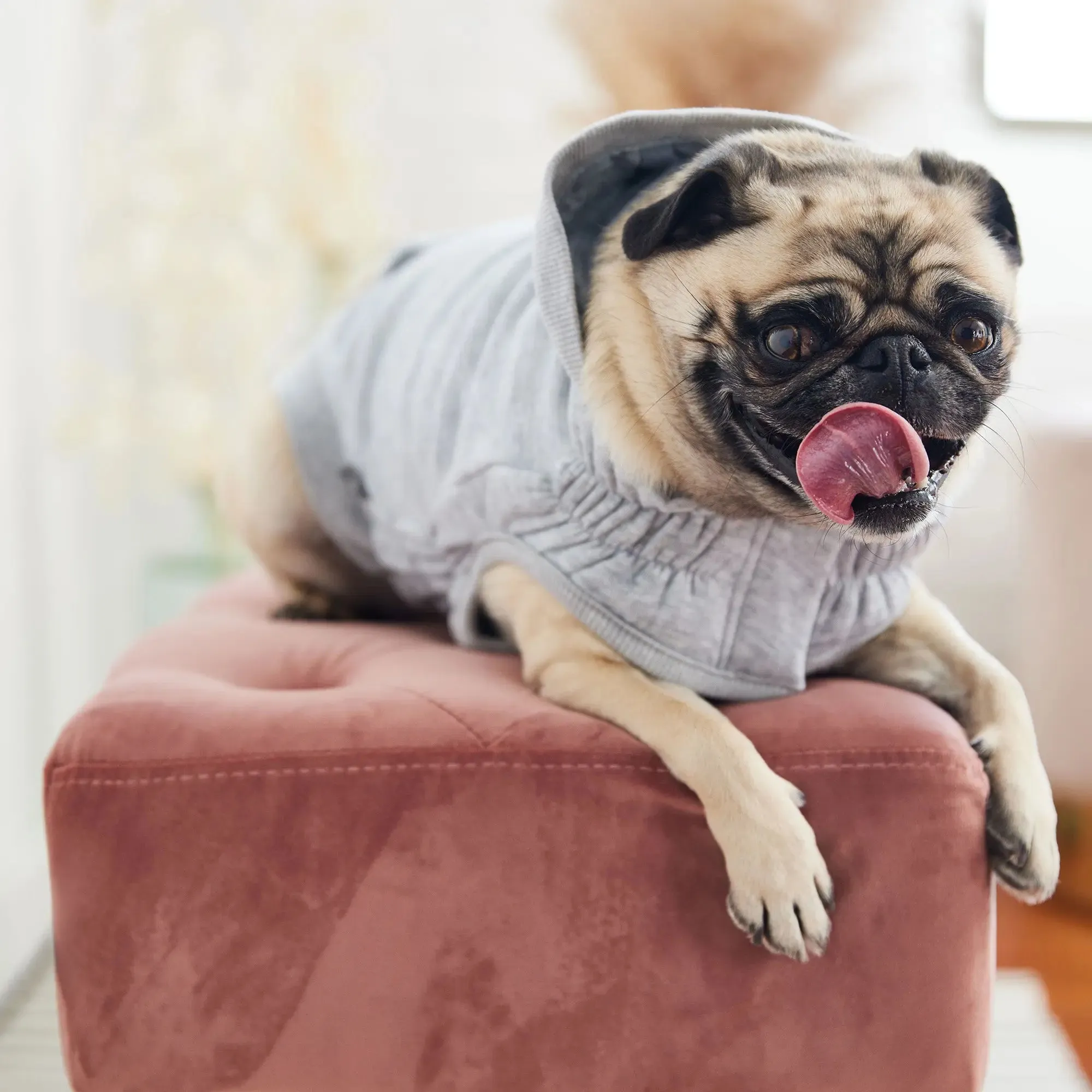 Urban Dog Hoodie | Heather Grey