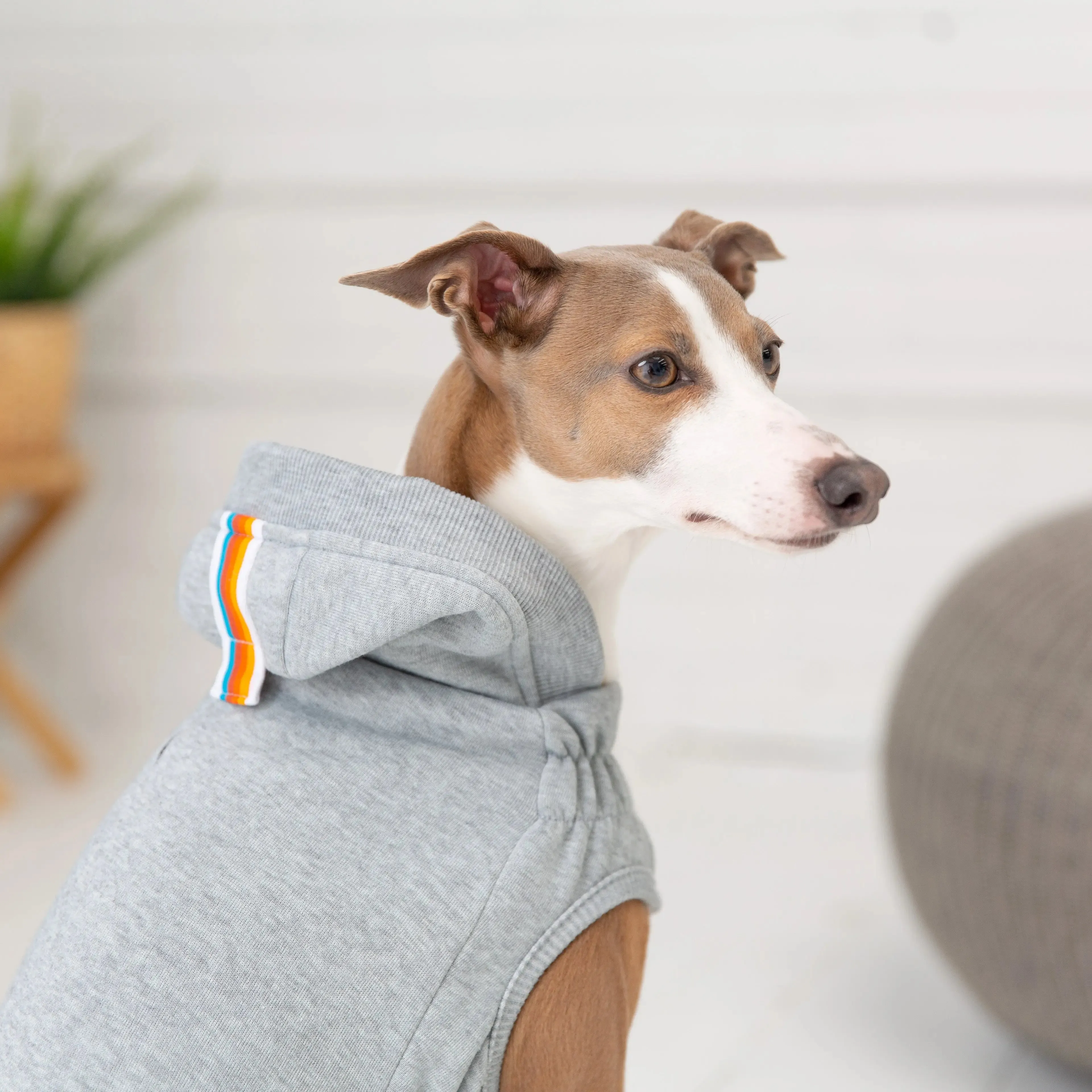 Urban Dog Hoodie | Heather Grey