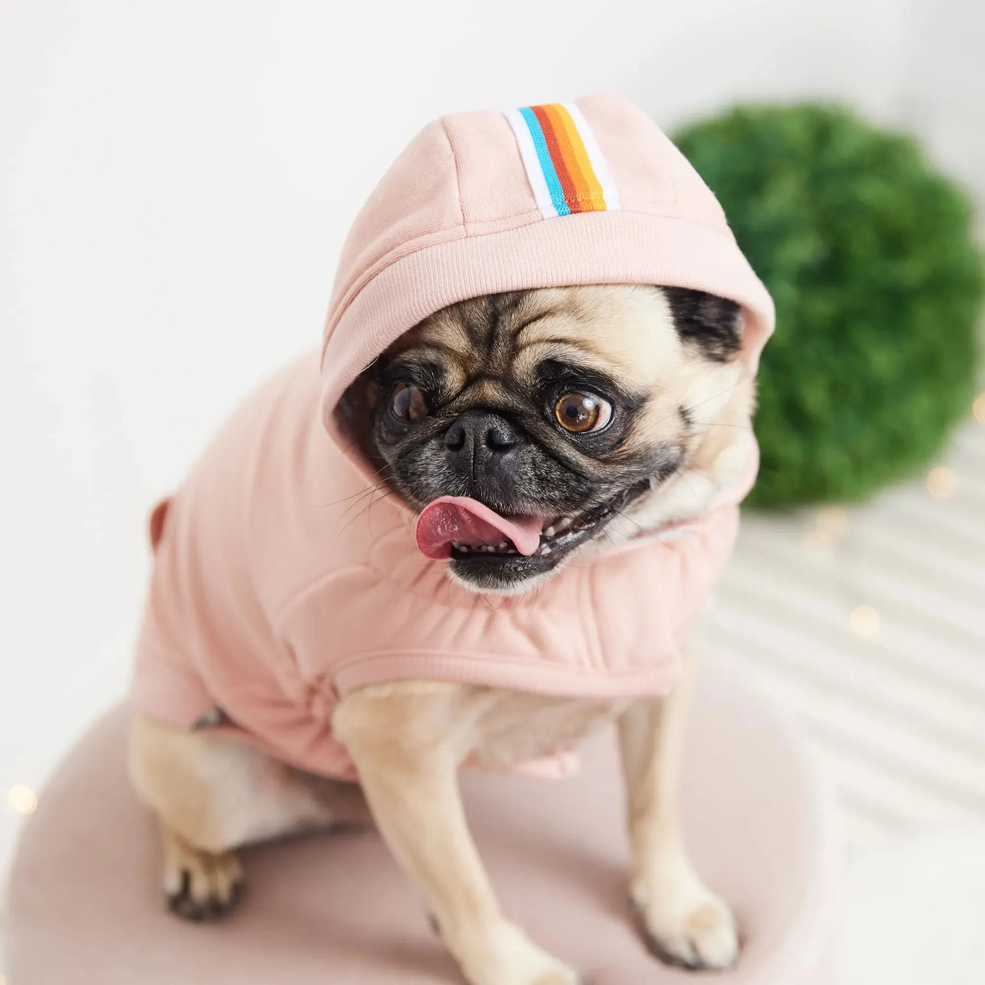 Urban Dog Hoodie | Pink